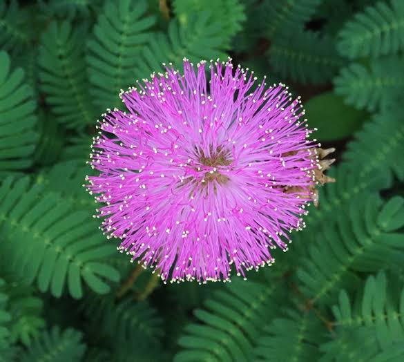 Pink Mimosa flower