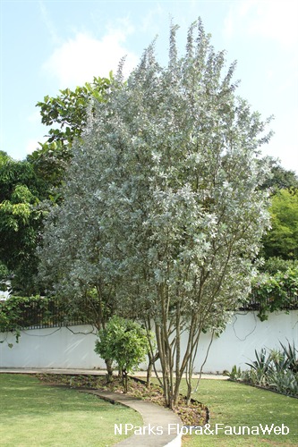 Silver Buttonwood