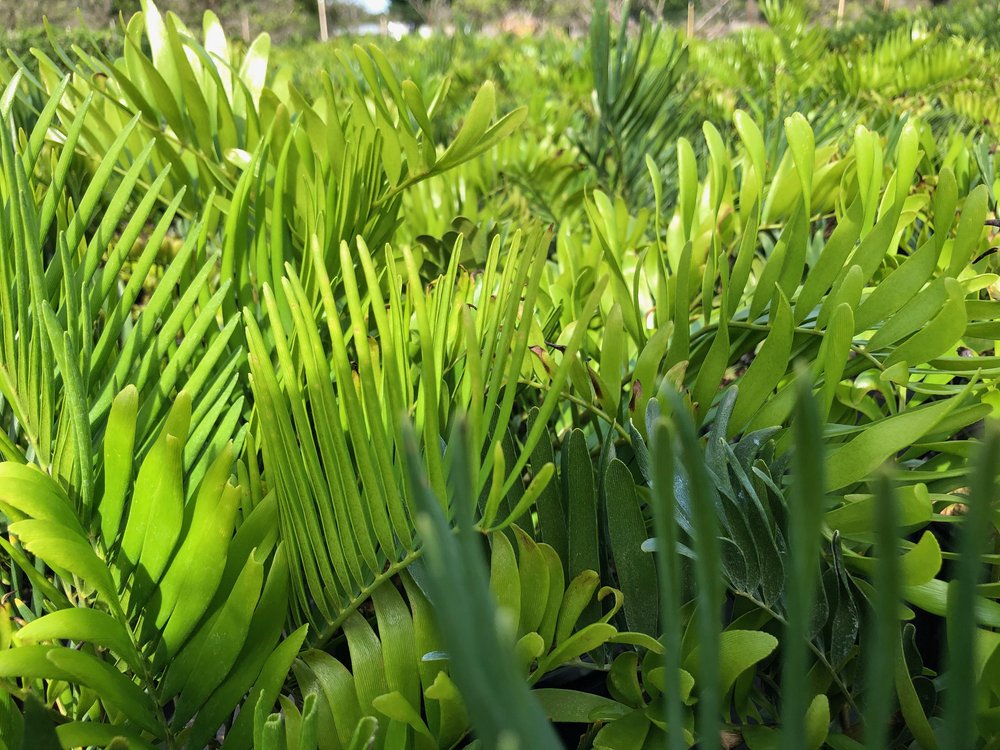 Coontie
