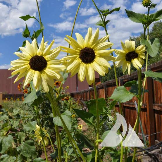 Dune Sunflower
