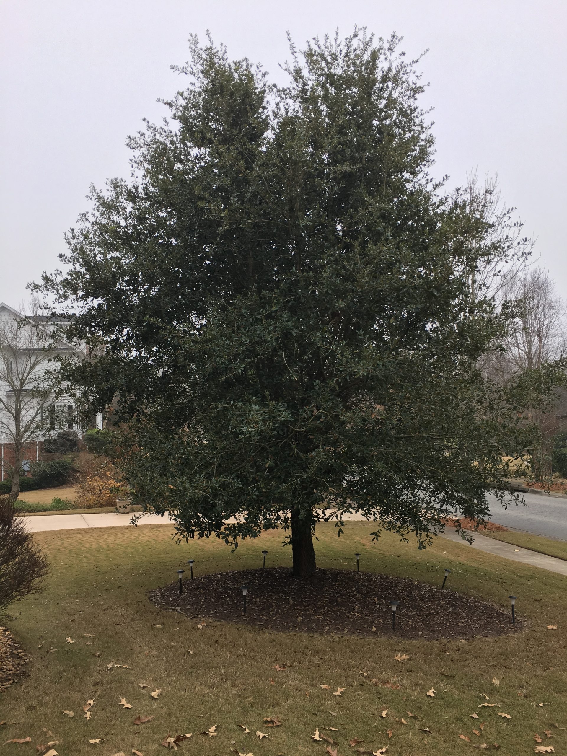 Live Oak?